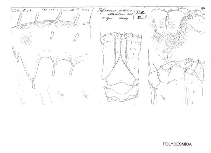 Polydesmus gallicus atlanticus