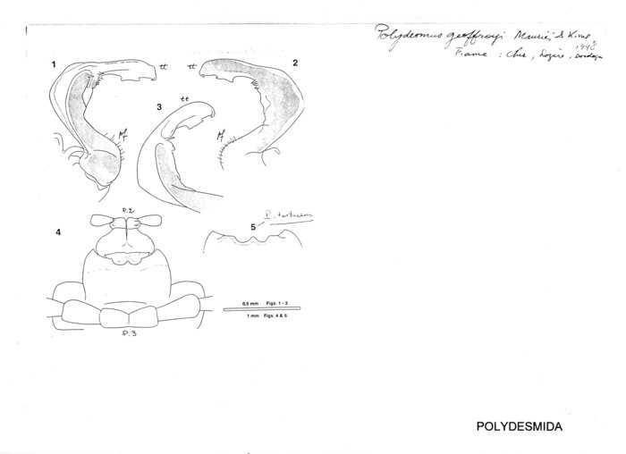 Polydesmus geoffroyi