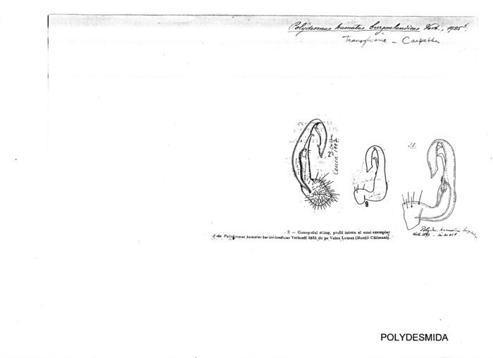 Polydesmus hamatus burzenlandicus