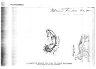 Polydesmus hamatus furculatus