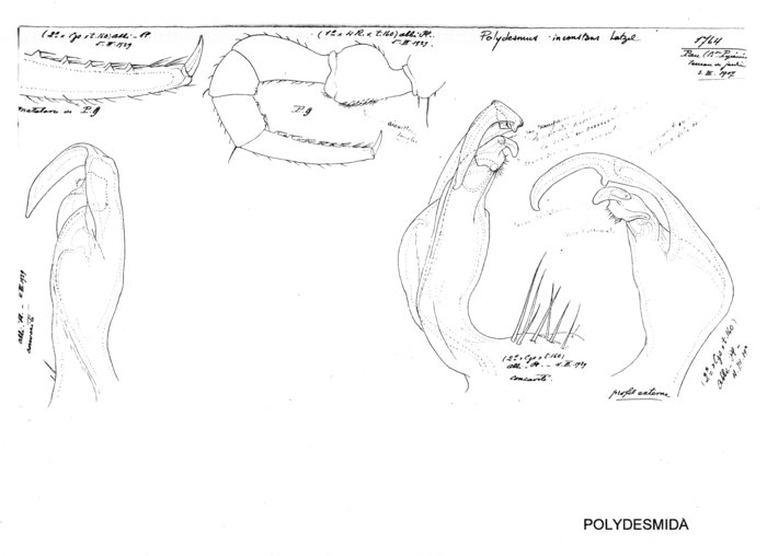 Polydesmus inconstans