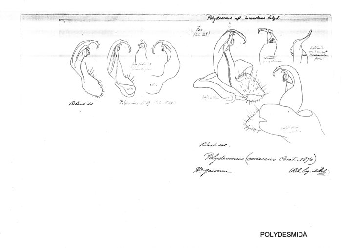 Polydesmus inconstans