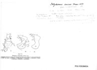 Polydesmus ionicus