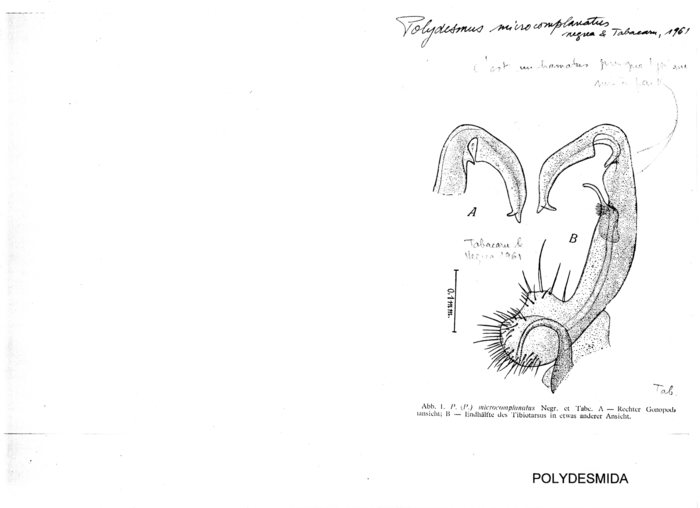 Polydesmus microcomplanatus