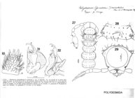 Polydesmus minutulus