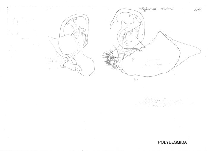 Polydesmus mistrei Polydesmus mistrei
