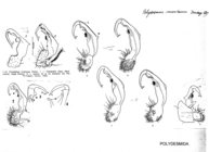 Polydesmus montanus