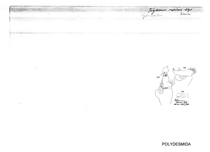 Polydesmus noricus