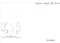 Polydesmus peloponnesi inflexus