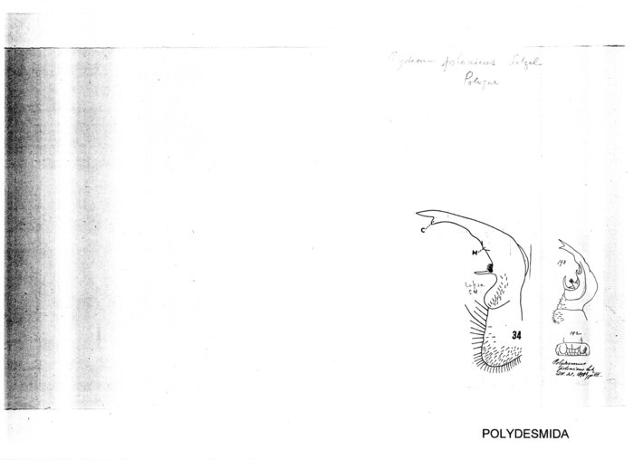 Polydesmus polonicus