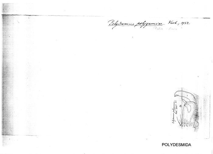 Polydesmus polygamiae