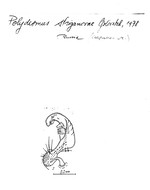 Polydesmus striganovae