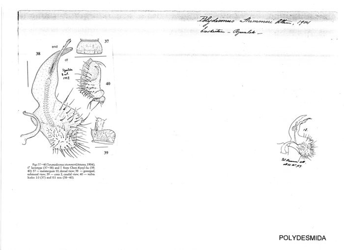 Polydesmus stummeri