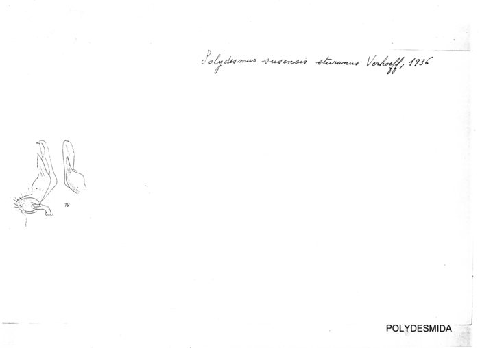 Polydesmus susensis sturanus