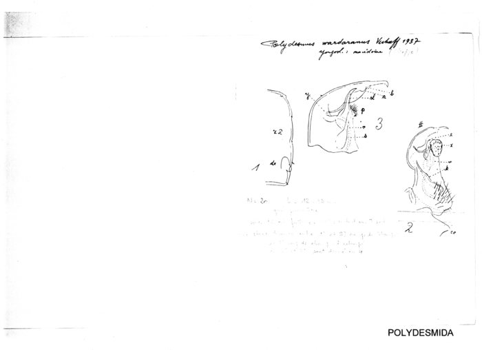 Polydesmus wardaranus