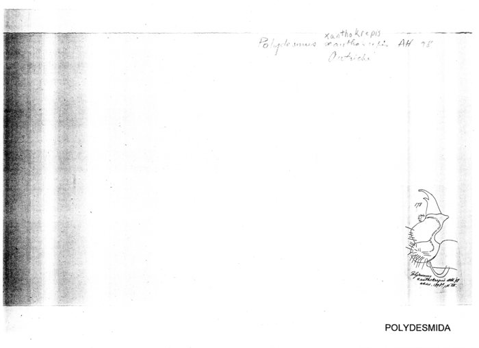 Polydesmus xanthokrepis