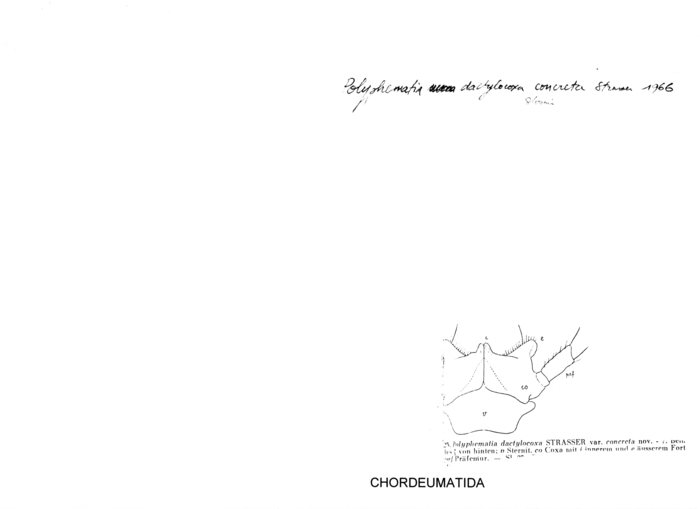 Polyphematia dactylocoxa concreta