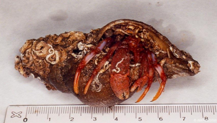 Pagurus pubescens Krøyer, 1838 Pagurus pubescens Krøyer, 1838