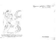 Polyzonium cyathiferum