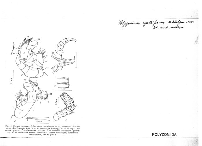 Polyzonium cyathiferum