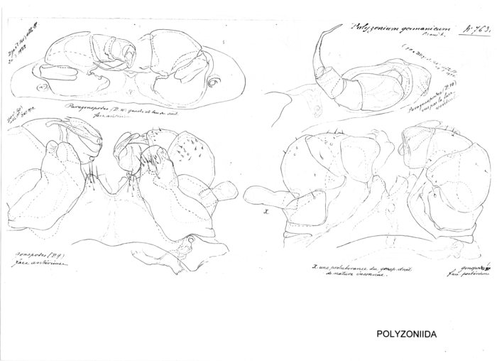 Polyzonium germanicum