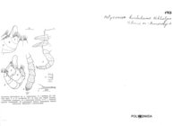 Polyzonium kurtschevae