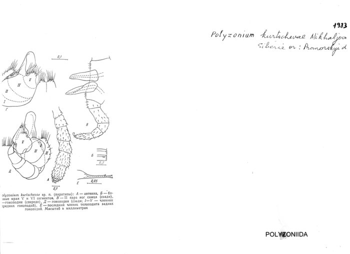 Polyzonium kurtschevae