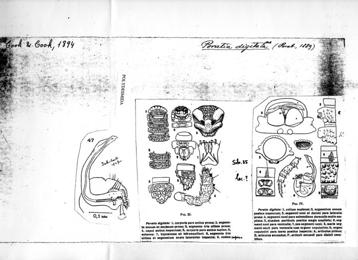 Poratia digitata