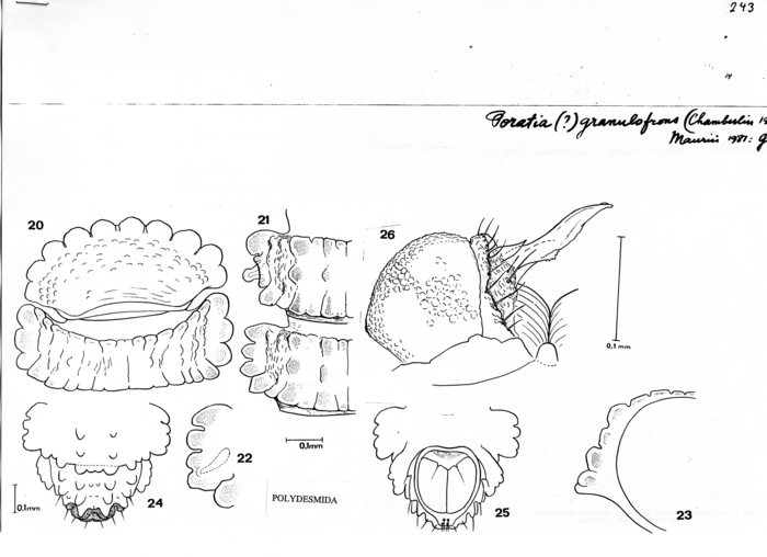 Poratia granulofrons