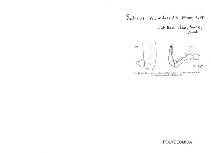 Pratinus rotundicollis