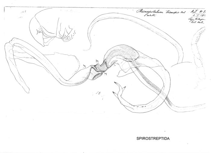 Prionopetalum tricuspis