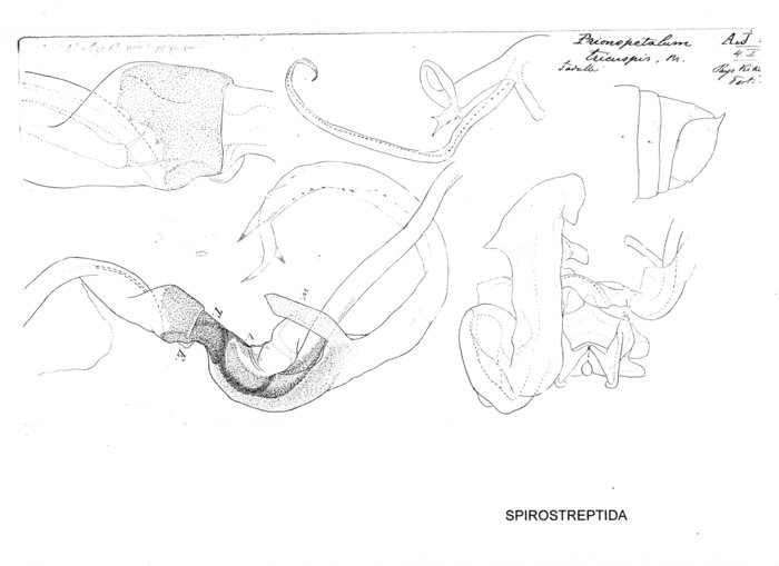 Prionopetalum tricuspis