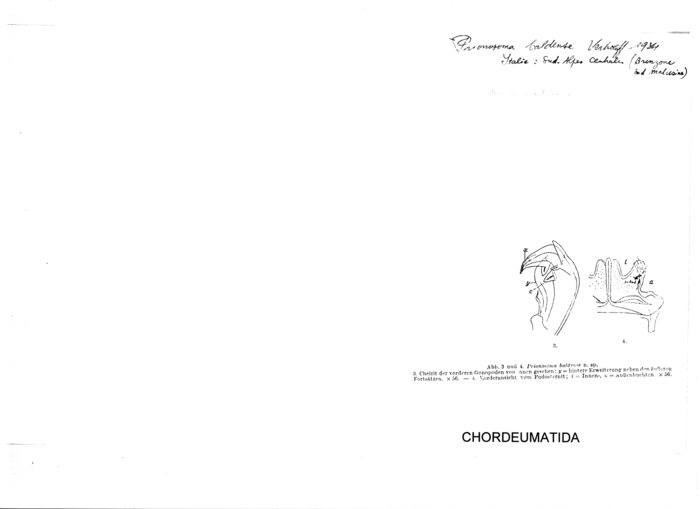 Prionosoma baldense