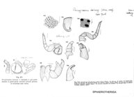 Procyliosoma delacyi