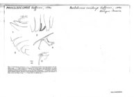 Proeilodesmus mecistonyx