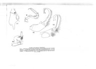 Proeilodesmus mecistonyx