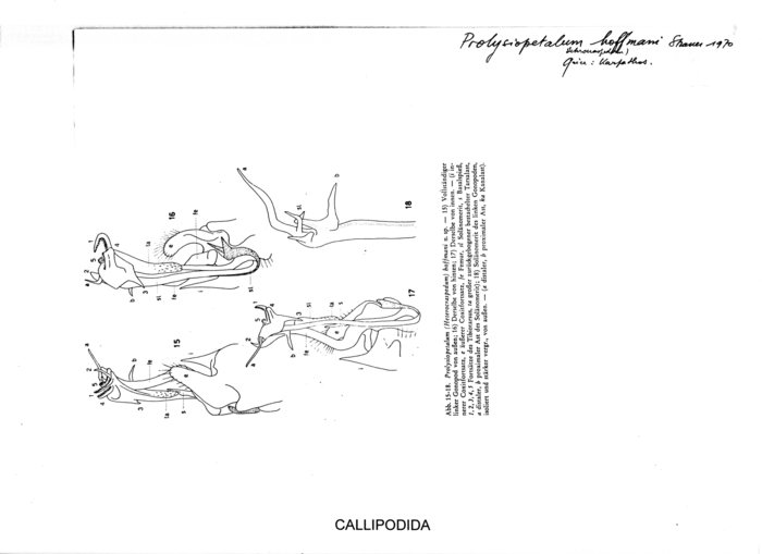 Prolysiopetalum hoffmani