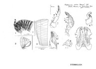 Prostemmiulus adisi