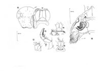 Prostemmiulus adisi