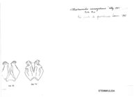 Prostemmiulus carmenjulianus
