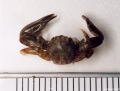 Crustacea (crustaceans)