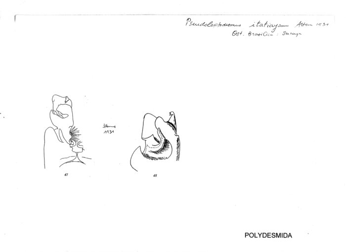 Pseudoleptodesmus itatiayanus