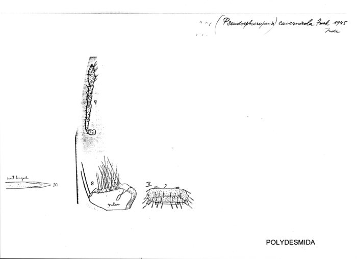 Pseudosphaeroparia cavernicola