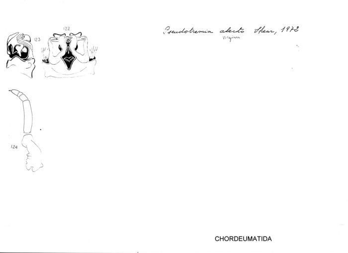 Pseudotremia alecto