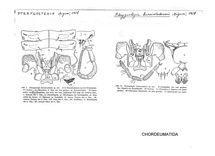 Pterygostegia kuroiwadensis