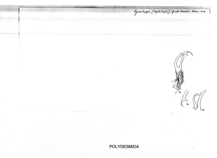 Pycnotropis pichitaensis