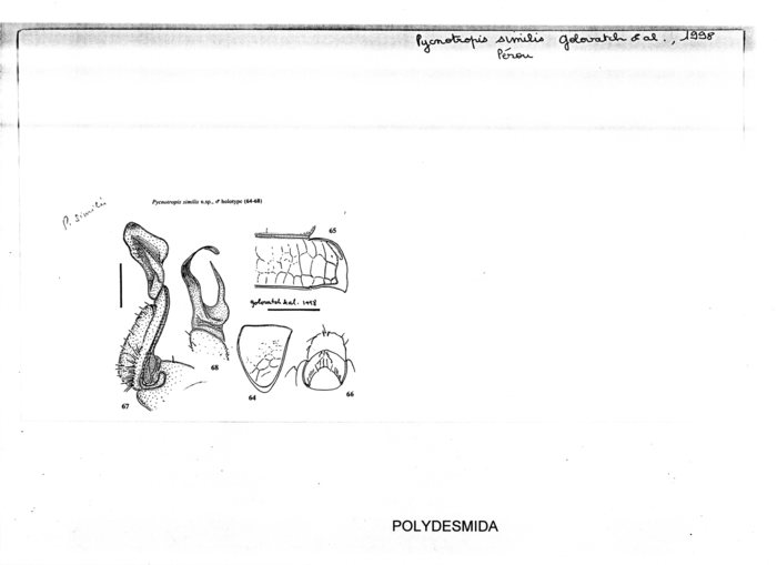 Pycnotropis similis Pycnotropis similis