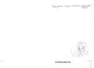 Pyrgocyphosoma armigerum brembanum var. Pellegrinense