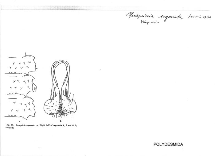Quisquicia engonata