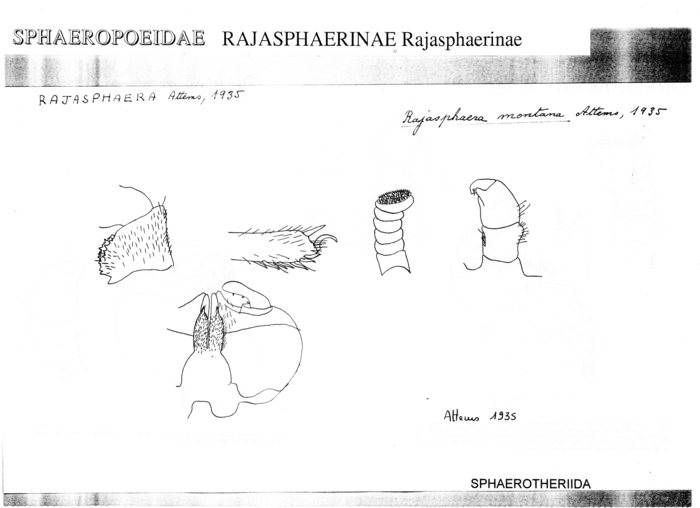 Rajasphaera montana